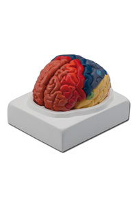 copertina di Modello Cervello - 1X