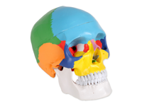 copertina di Modello cranio umano - dimensioni reali - colorato