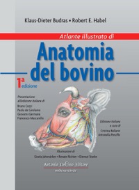 copertina di Atlante illustrato di Anatomia del bovino