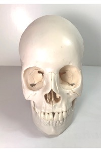 copertina di Cranio Umano Scomponibile.  Modello Anatomico in 22 parti a grandezza naturale , ... Monocolore
