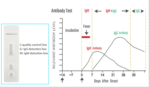 copertina di Leccurate Test Rapido Anticorpi Corona Virus COVID-19 ( Sars - cov - 2 ) anticorpi ...