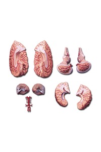 copertina di Modello Cervello con arterie scomponibile in nove parti