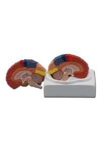 copertina di Modello Cervello - 1X