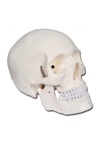 copertina di Modello cranio umano - dimensioni reali