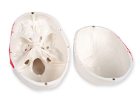 copertina di Modello cranio umano - dimensioni reali - numerato