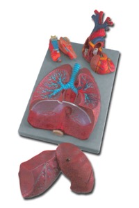 copertina di Modello anatomico Torso Dual sex