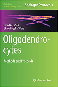 copertina di Oligodendrocytes: Methods and Protocols