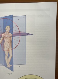 copertina di Anatomia funzionale - Arto superiore - Arto Inferiore - Testa e rachide - ( Ottime ...